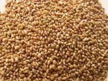  Alfalfa   seed s