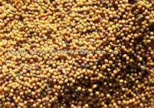  Rape   Seed s