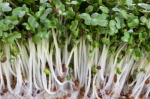 Brocolli sprouts