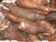  Fresh   Cassava 