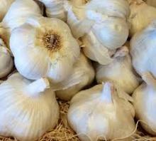 Fresh Garlic