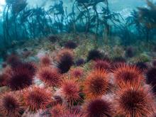  Sea   Urchin 