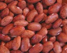  Pinto   Bean s