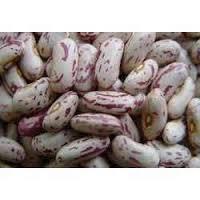 Spackling Kidney Beans