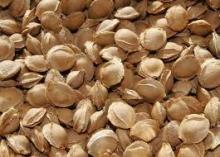 Apricot Kernel