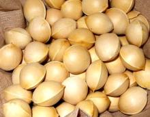 Ginkgo Nuts