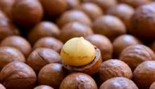 Macadamia Nuts