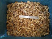 Frozen Nameko