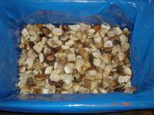 Boletus Edulis Cuts