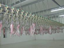 Rabbit Meat frozen for sale