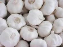 Pure White garlic