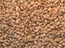 pecan nuts