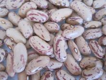Light Speckled Kidney Beans  Long   Shape , LSKB ,Sugar Beans