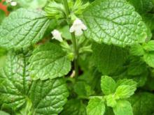  lemon  balm  extract 