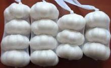 Pure white Garlic price