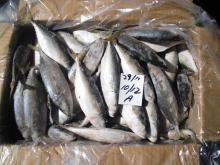 FROZEN HORSE AND INDIAN MACKEREL