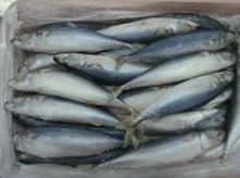 Frozen Horse mackerel fish
