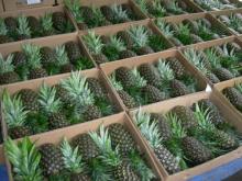 Fresh pineapple for sela