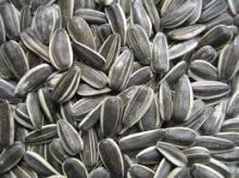 Bakery Grade Sunflower Kernels(High Quality and Low Price)