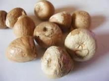 Betel Nuts / Supari from Cameroon. Good price and quality