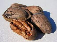 BEST QUALITY PEACAN NUTS FOR SALE