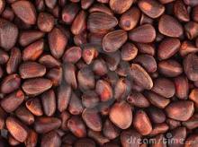 Cedar nuts, pine nuts growing of Cameroon