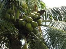 Fresh Coconuts