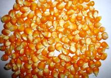 Dried  Maize  ( Yellow  Corn)