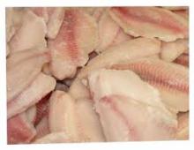 Frozen Mackerl fish fillets