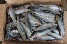  Frozen  Sardine Fish