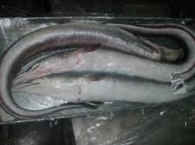  Frozen   Eel  Fish