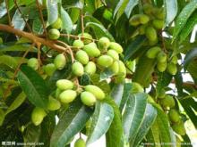 Olive leaf extract hydroxytyrosol