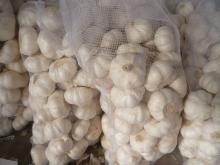 PURE GARLIC