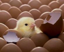  CHICKEN   HATCHING   EGGS  COBB 500 & ROSS 308