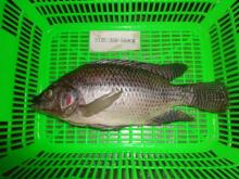 Top quality frozen Tilapia fish of frozen fish