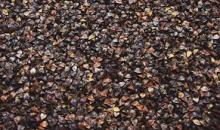 Black Buckwheat