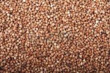 Brown Buckwheat