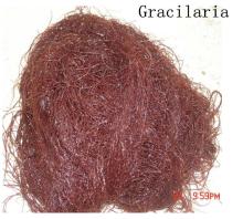 What is agar agar?