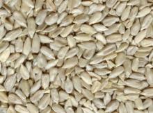 Peeled sunflower kernels