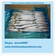 wholesale  new  stock  pacific   mackerel  frozen fish
