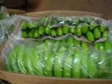 GREEN CAVENDISH BANANA FOR SALE