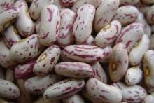 light speckled kidney bean for sale