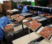Fresh White and Brown Eggs