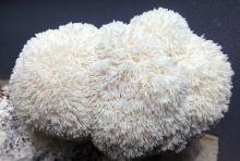 bear head mushroom