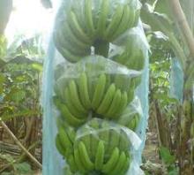  DOLE  FRSH BANANA