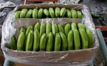 DOLE PREMIUM CAVENDISH BANANA