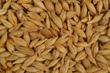 Barley grade 3 FOB port Odessa Ukraine