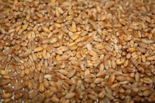 Wheat feed FOB port Odessa Ukraine