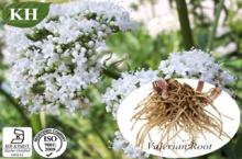 Valerian Root Extract Valerenic acids 0.3~0.8% ; 4:1; 5:1