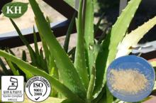 Aloe Vera Extract,Aloe Vera gel Freeze Dried Powder